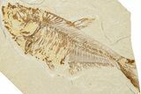 Fossil Fish (Diplomystus) - Wyoming #224689-1